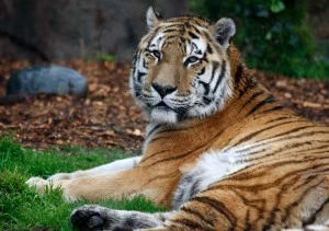 San Francisco Zoo Re-Opens Big Cat Exhibit To The Public