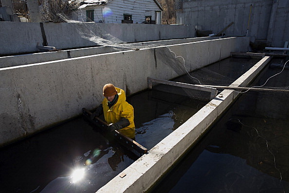 Operations Inside The Spring Lake Trout Farm